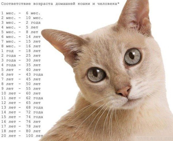 15 лет кошки = 76 лет человека