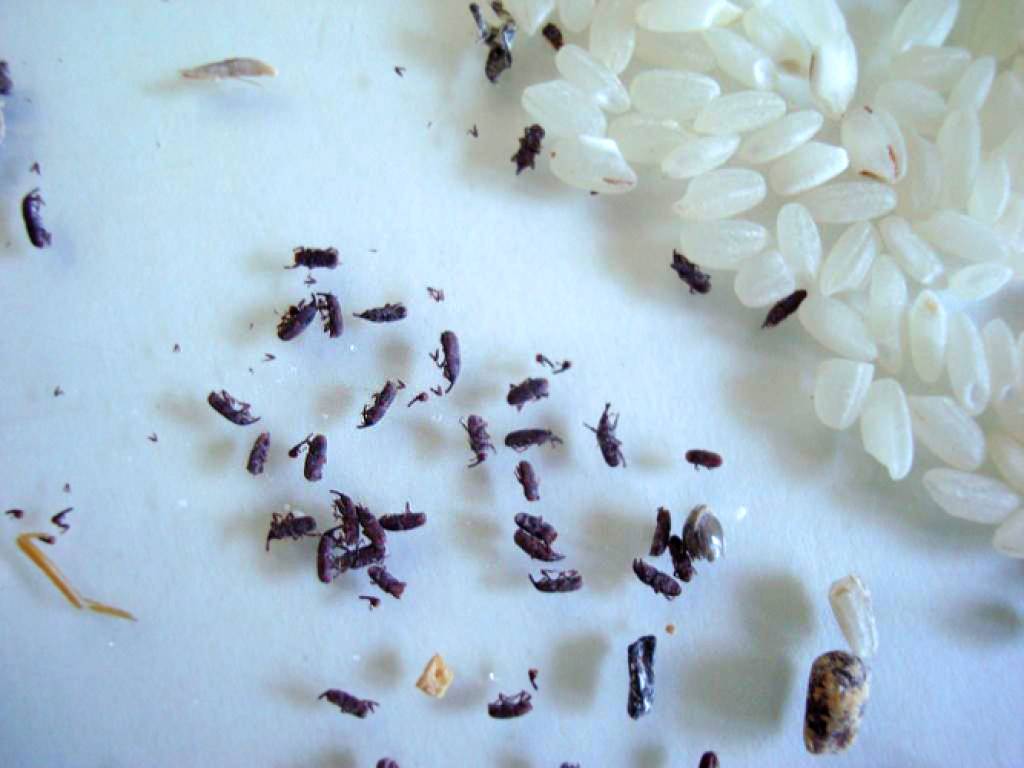 Черные жучки: появление в рисе и причины