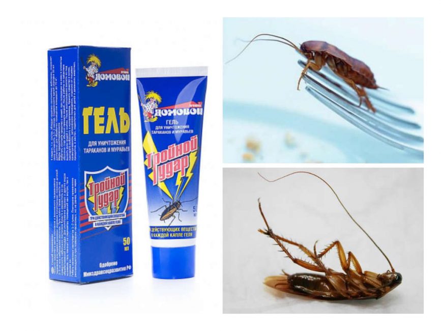 Эффективные методы уничтожения тараканов