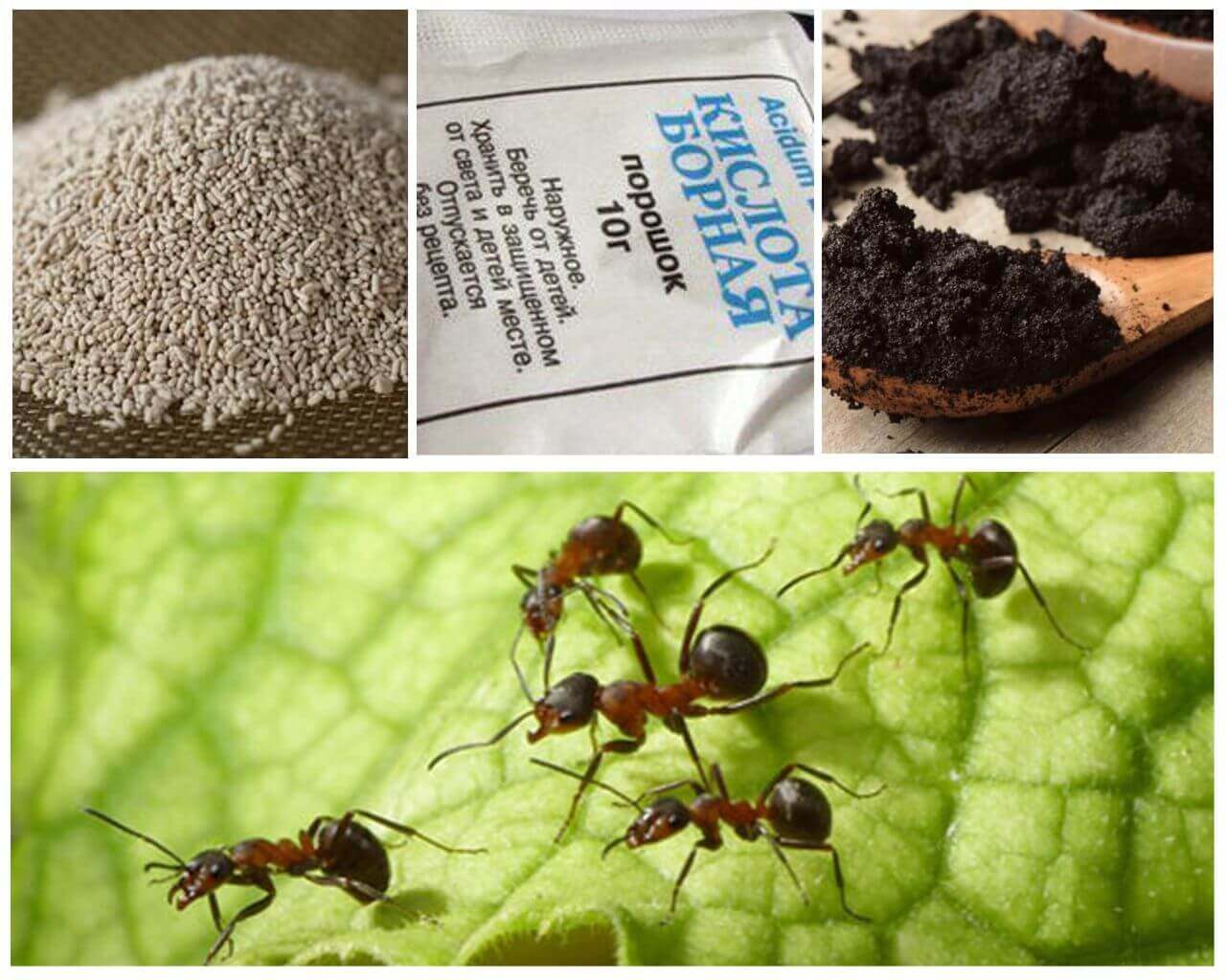 Эффективные способы избавления от муравьев в доме