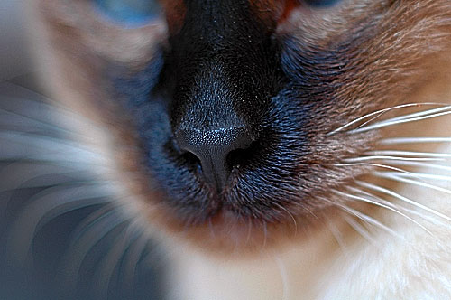Форма носа влияет на здоровье кошки