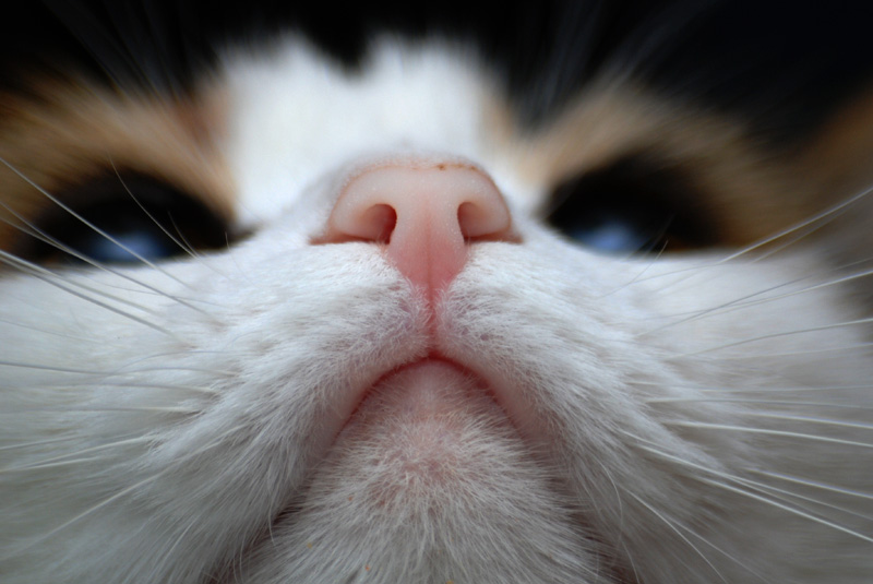 Идеальный нос кошки: каким он должен быть?