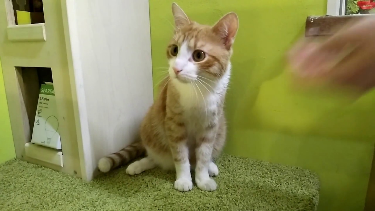 Как научить кота искать запахи