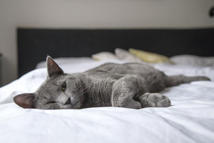 Как поведение кошки влияет на значение сна