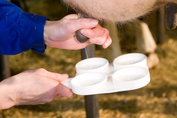 Как проверить натуральность молока дома?