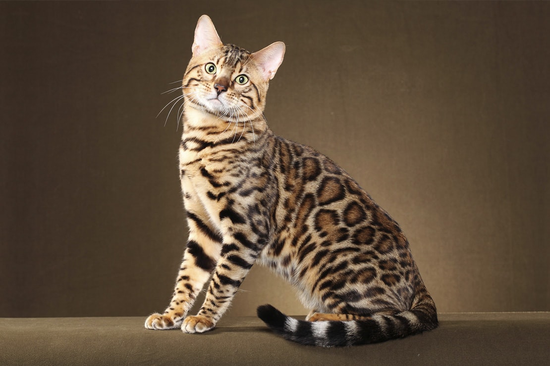 Характеристика бенгальских кошек: особенности породы