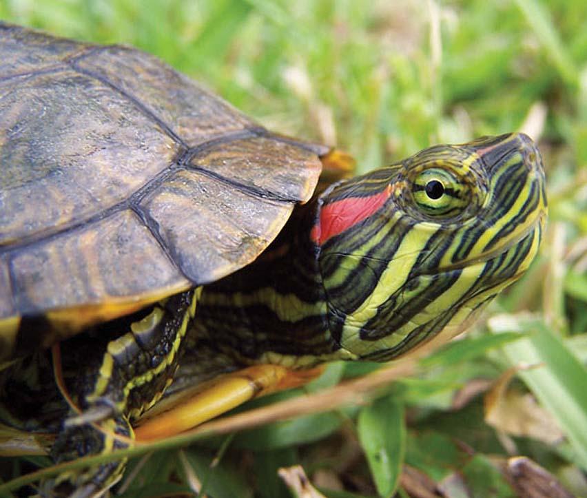 Красноухие черепахи: уход и содержание в домашних условиях