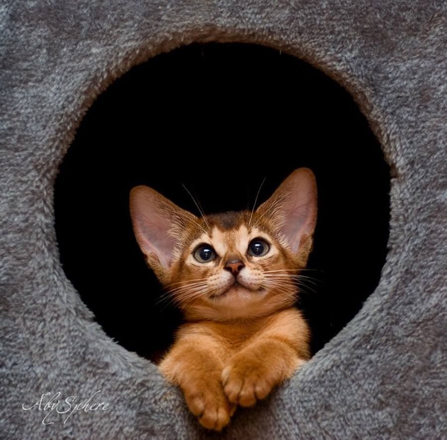 Ласковые пушистые: топ самых дружелюбных кошек