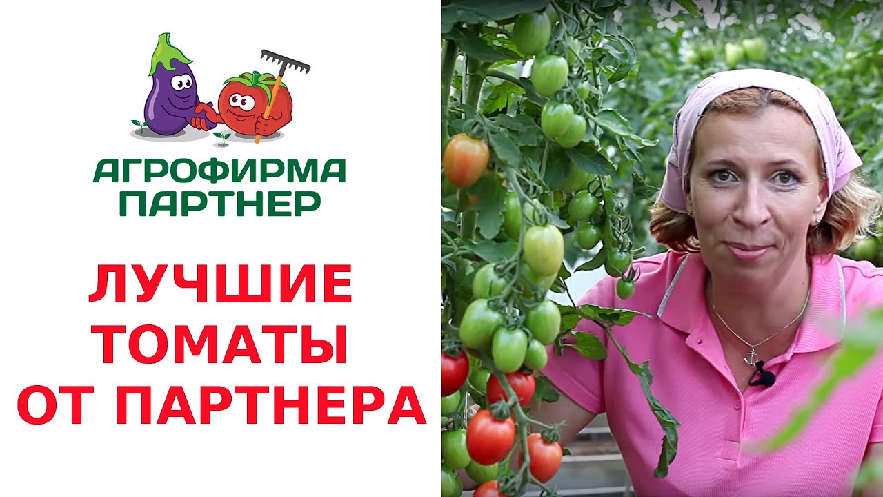 Лучшие томаты для открытого грунта: выбор партнеров-производителей