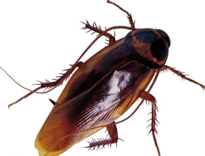 Меры по предотвращению повторного появления тараканов