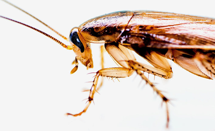 Меры профилактики от появления насекомых