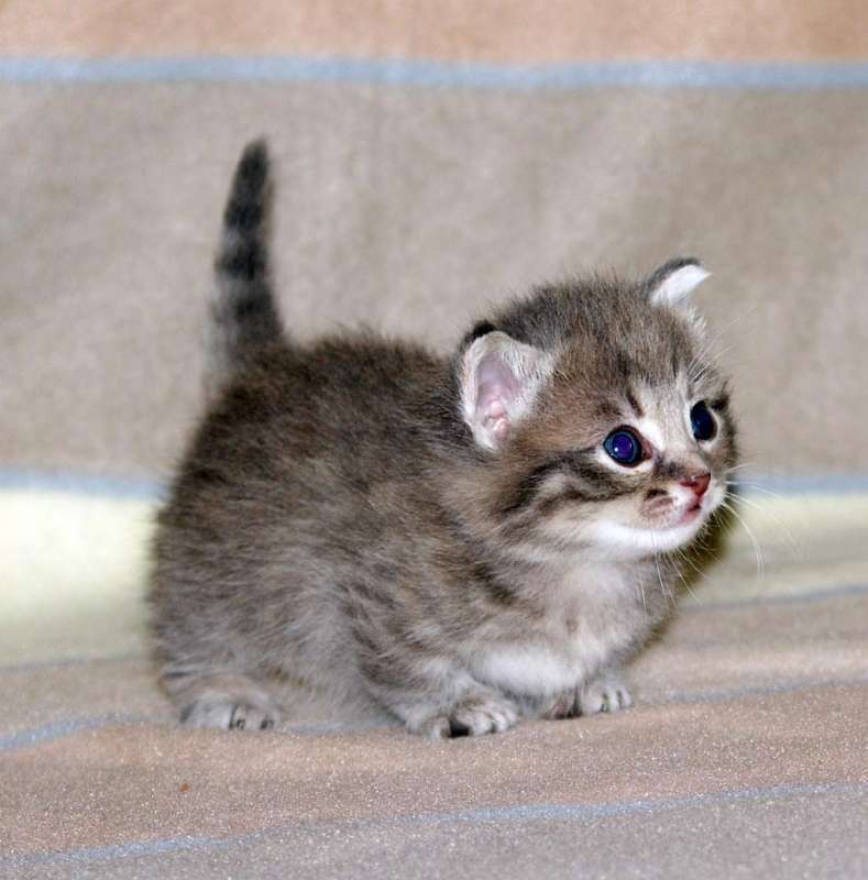 Миниатюрный кот: самый маленький представитель породы