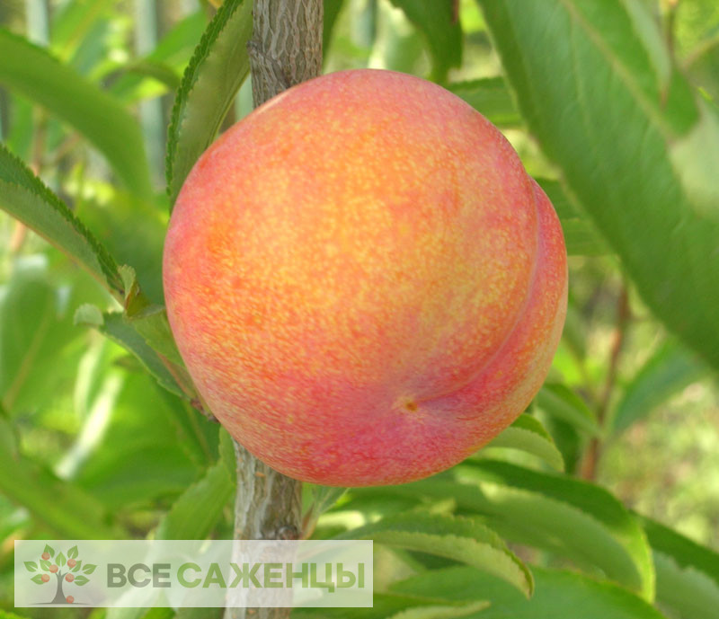 Название гибрида сливы с персиком