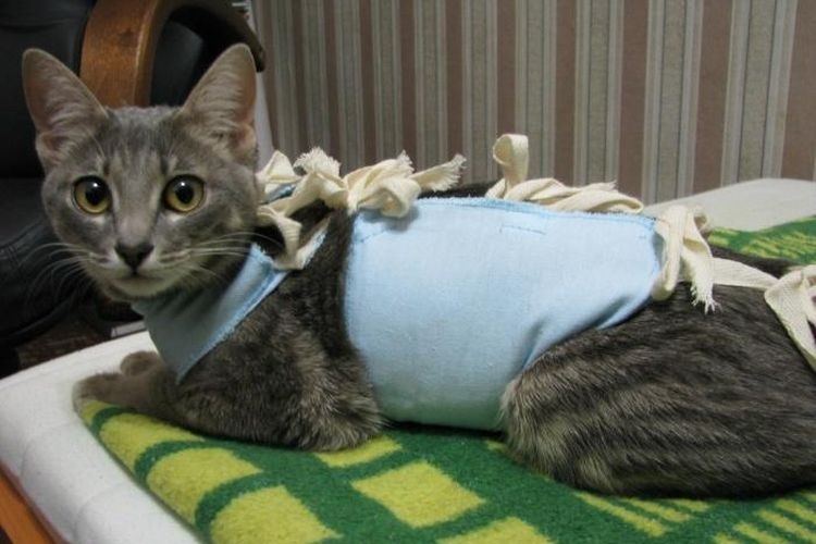 Необходимость использования попоны после стерилизации кошки