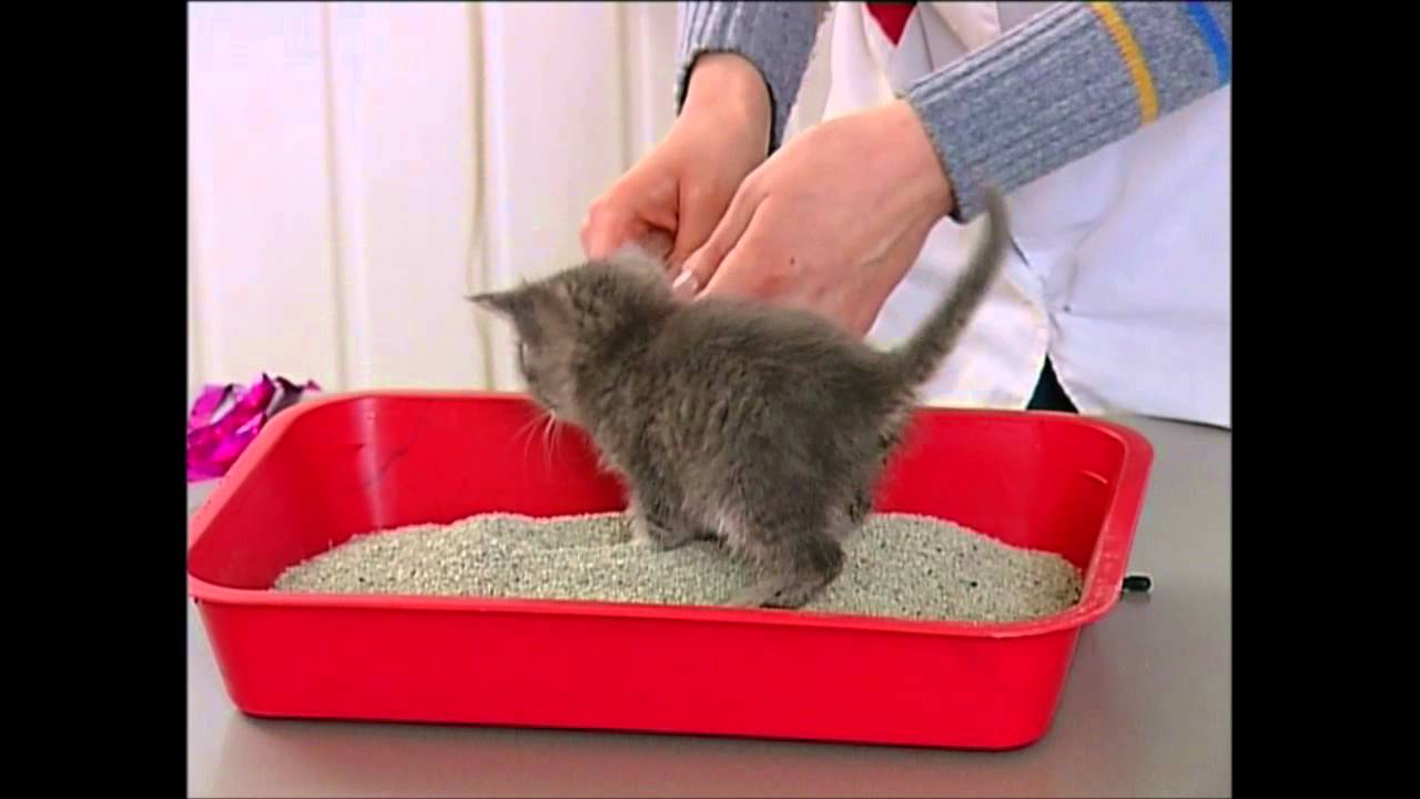 Обучение к лотку: как приучить котенка в месячном возрасте