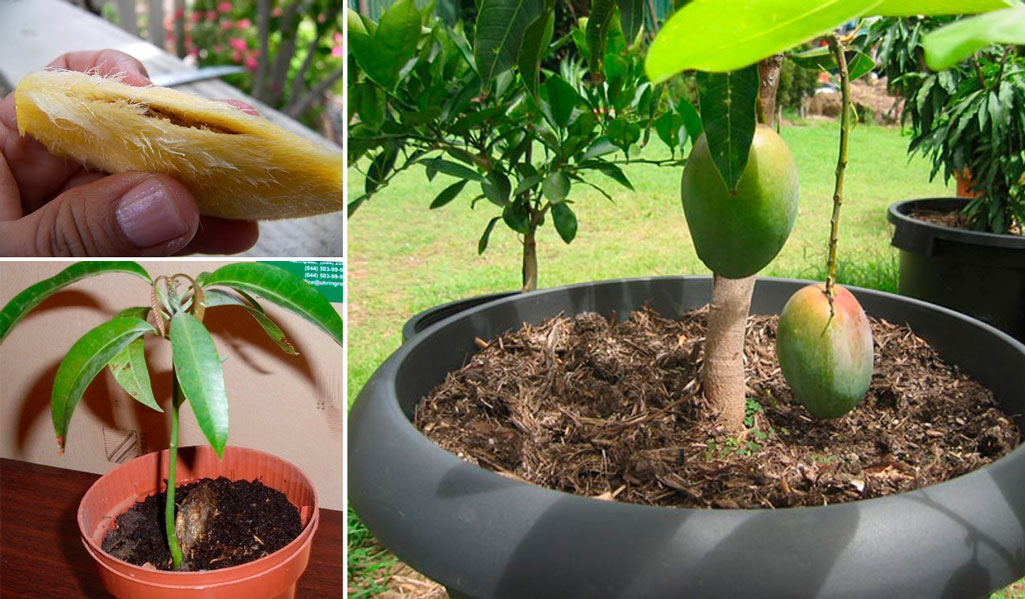 Оптимальное хранение манго в домашних условиях