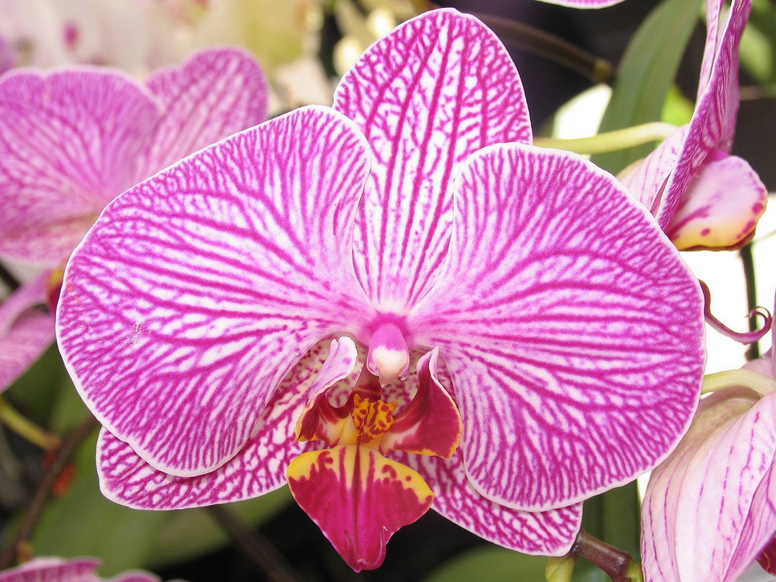 Орхидеи как символ любви и страсти