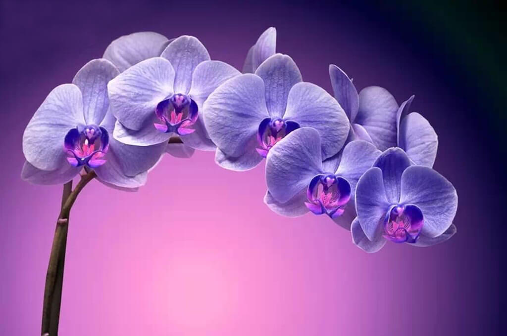 Орхидеи привлекают богатство