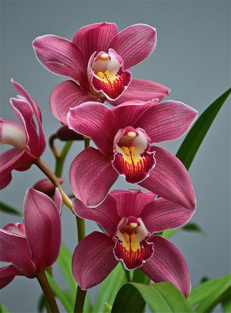 Орхидея как символ домашнего уюта