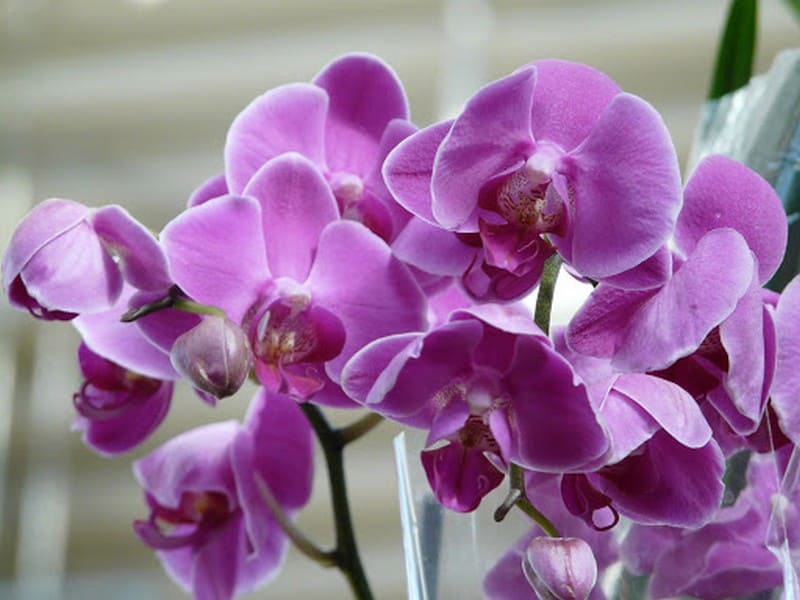 Орхидея как символ гармонии и баланса