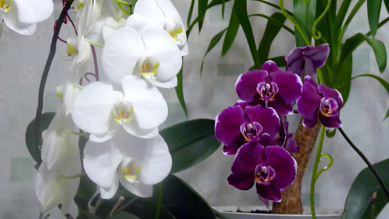 Орхидея как символ любви и красоты