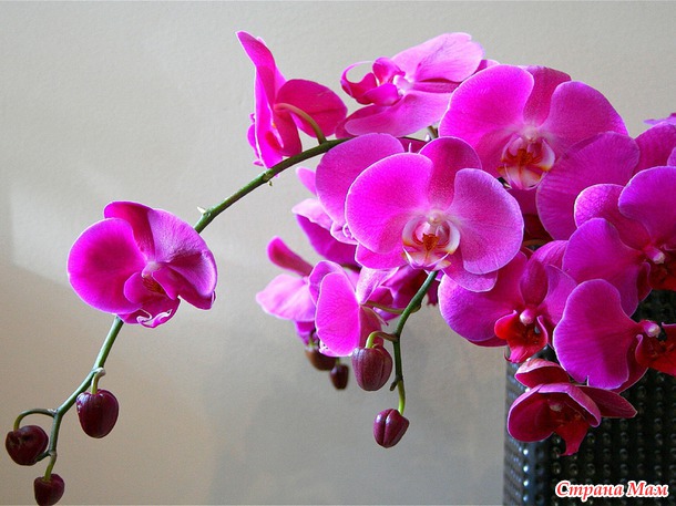 Орхидея как символ преображения и обновления