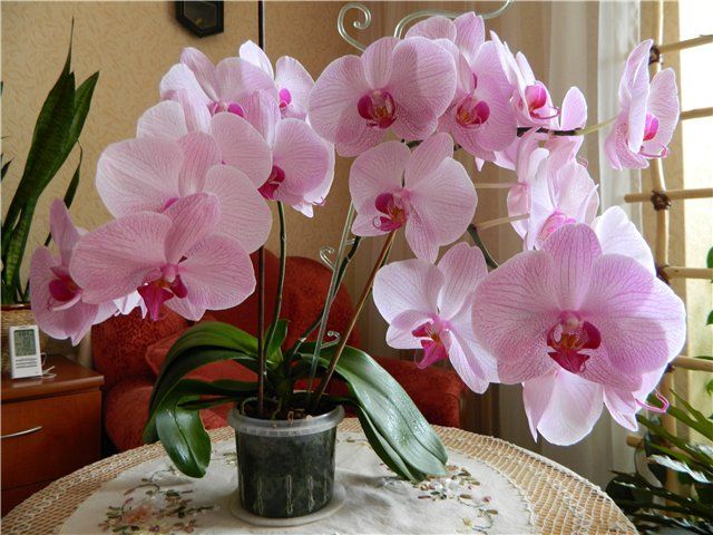 Орхидея как символ роскоши и благополучия