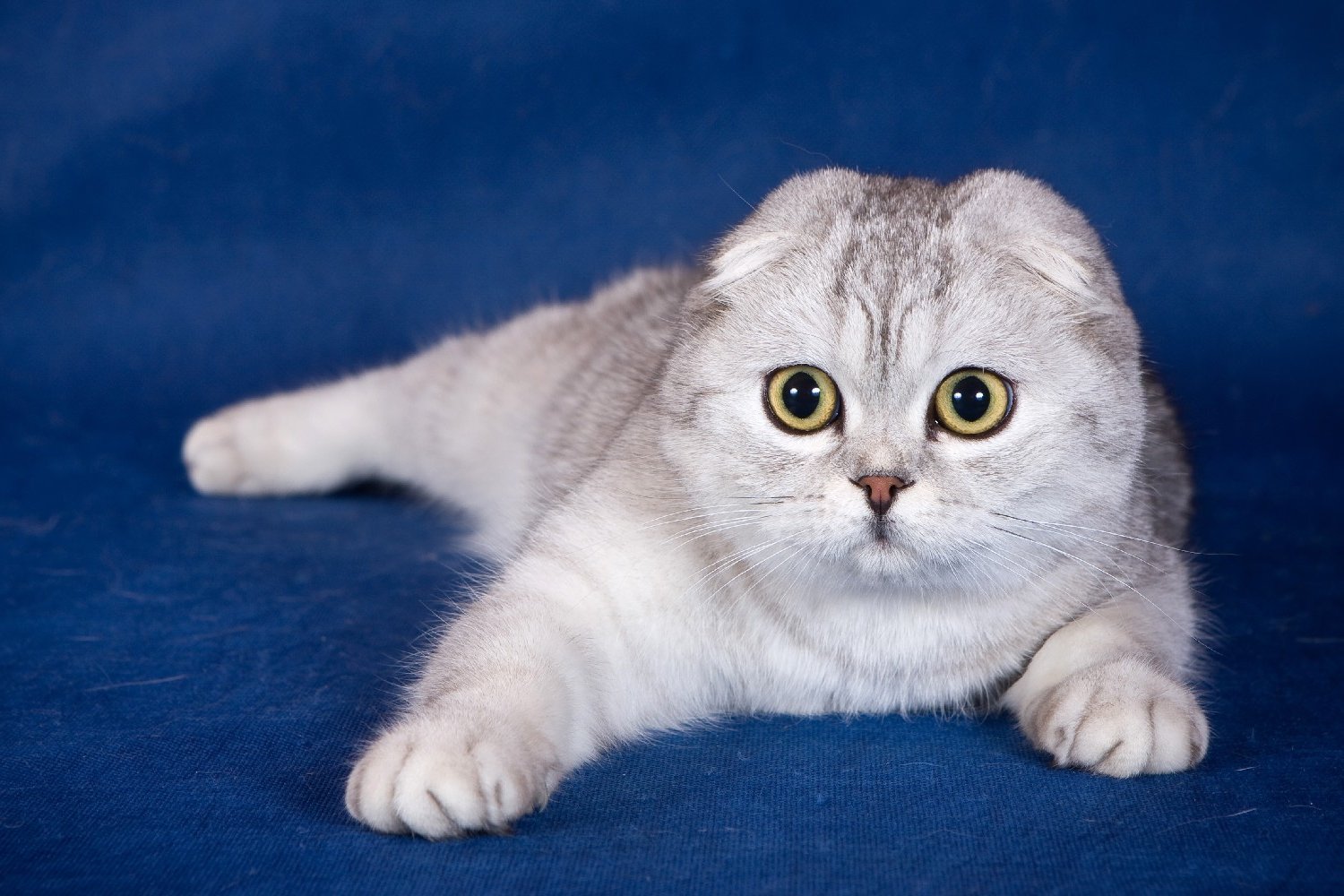 Основные характеристики породы котов