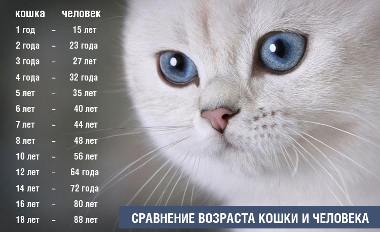 От 5 до 6 лет кошки = 36-40 лет человека