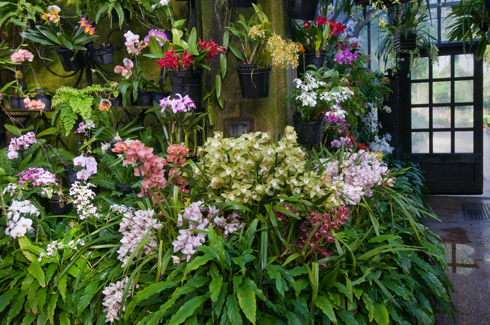 Пересадка и уход за орхидеями в домашних условиях