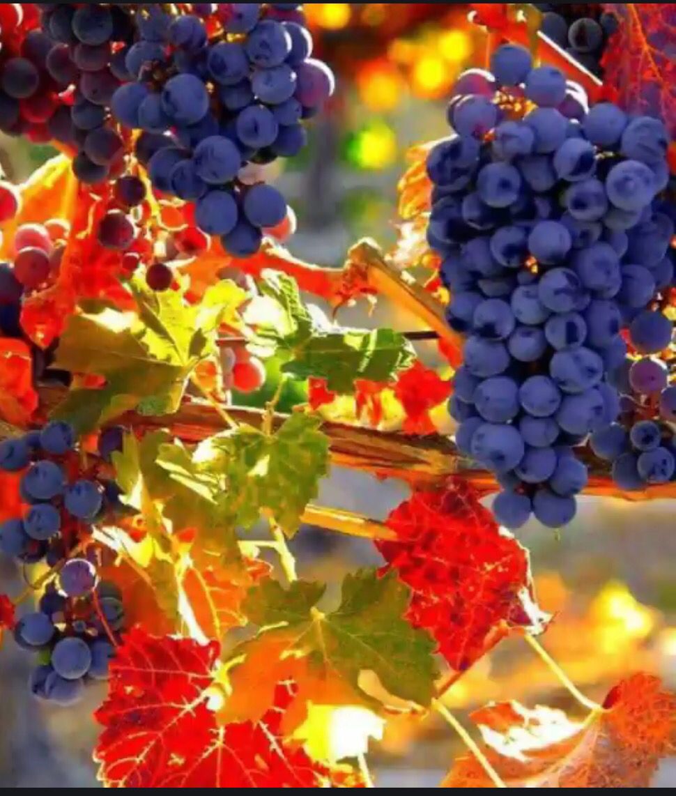 Пересадка винограда: весной или осенью?