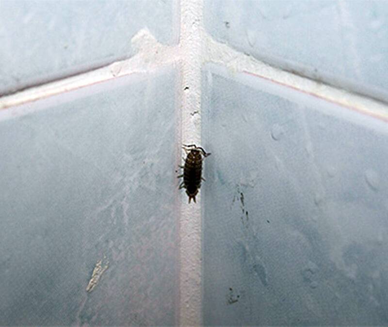 Почему насекомые появляются в ванной