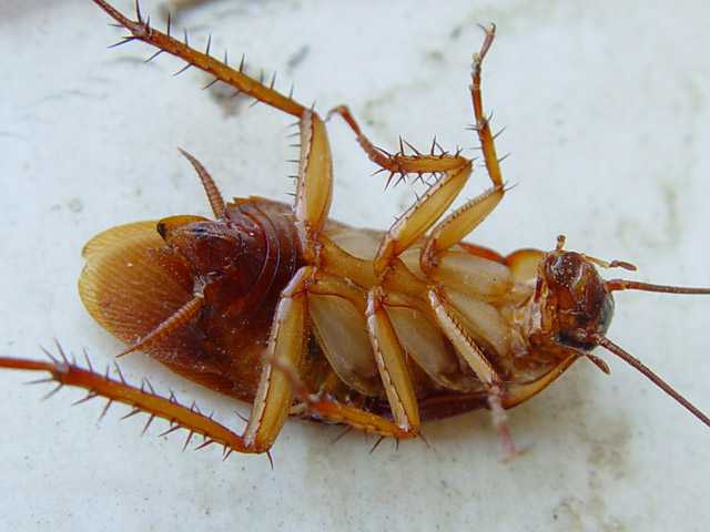 Понимание причин появления тараканов
