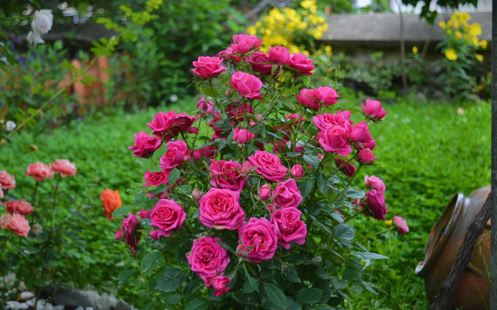 Посадка ростков розы из вазы: советы и рекомендации