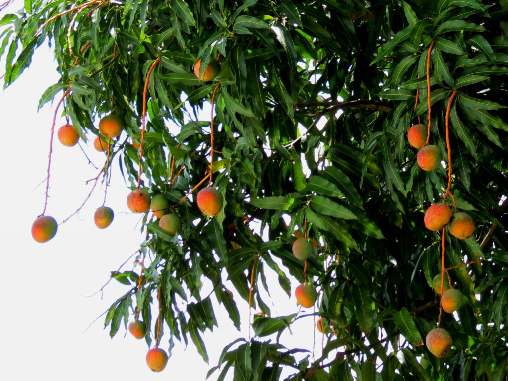 Посев косточки манго в грунт
