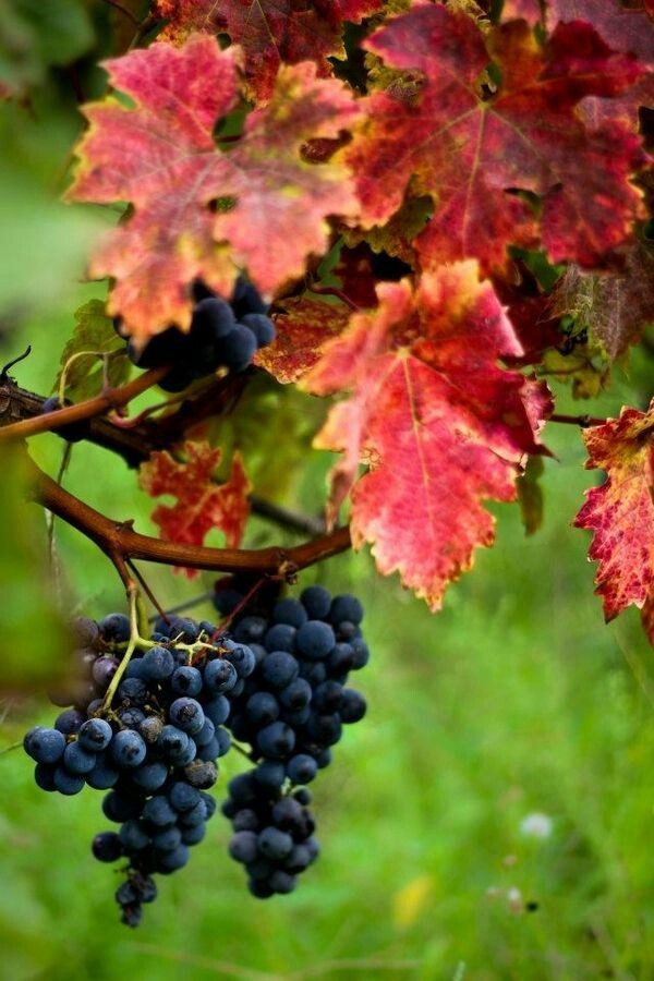 Причины пересадки винограда