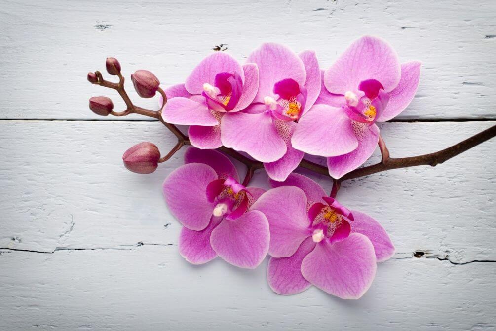 Приметы, связанные с цветами орхидеи