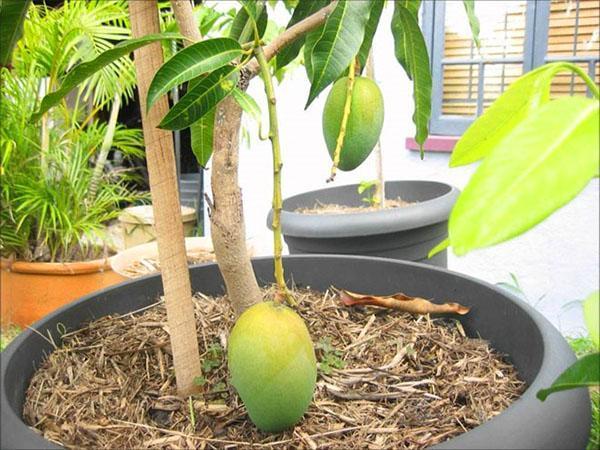 Приобретение зрелых манго