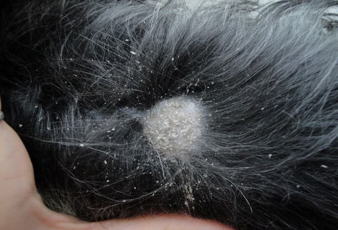 Проблема перхоти и выпадения шерсти у кошек