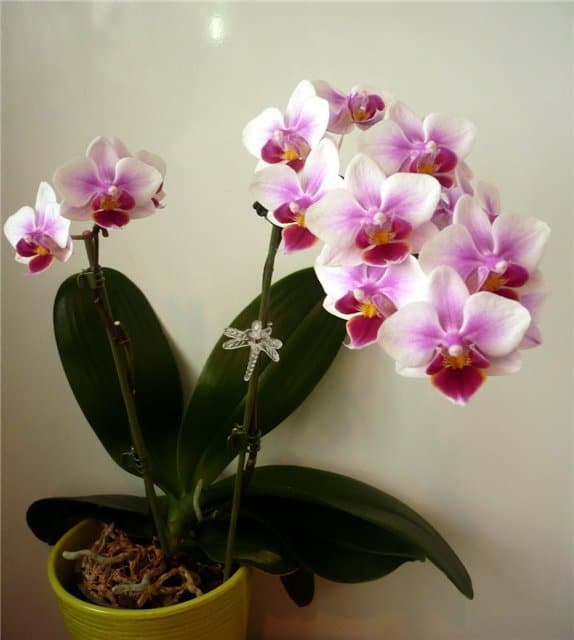 Сакральный символизм орхидеи в домашней обстановке