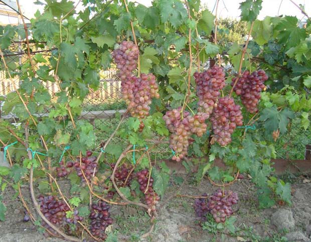 Сбор черенков винограда: идеальный способ