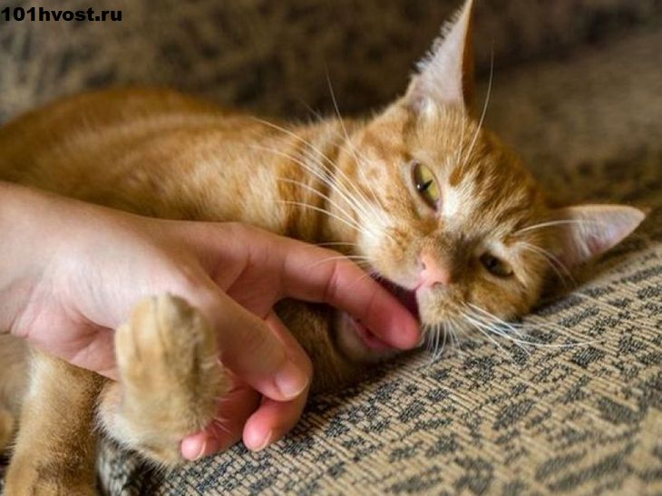 Семь советов по отучению кота от кусания ног