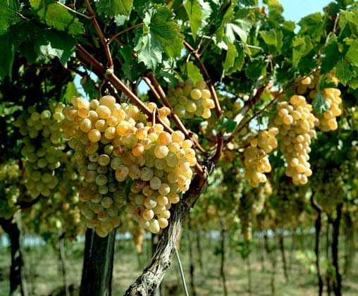 Сохранение саженцев винограда на зиму