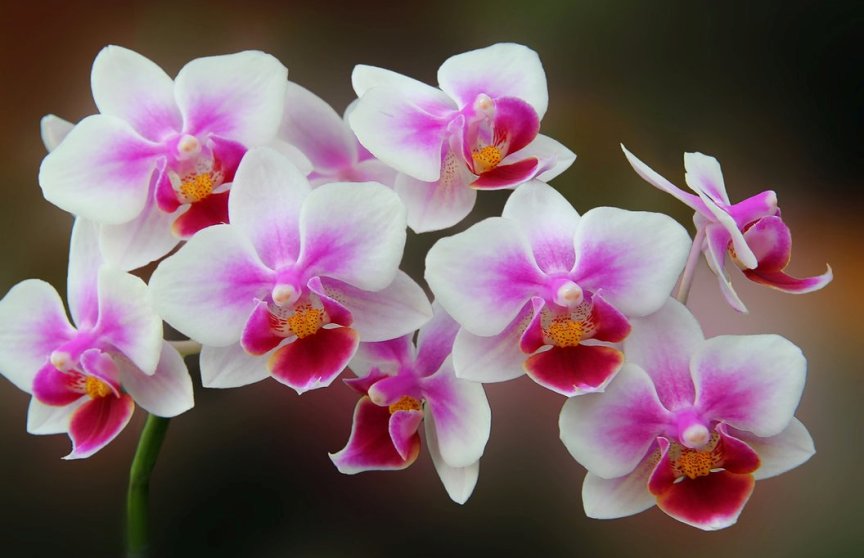 Суеверия и приметы орхидей в доме