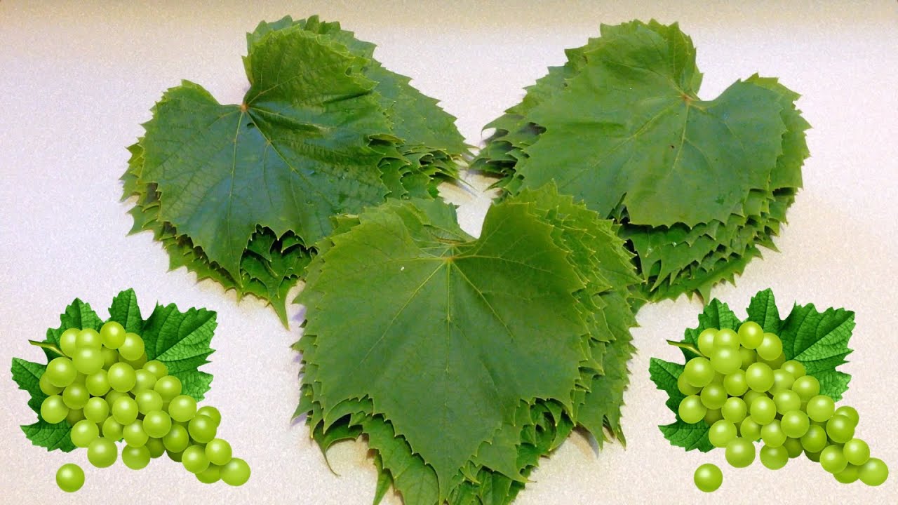 Сухие листья винограда как альтернатива