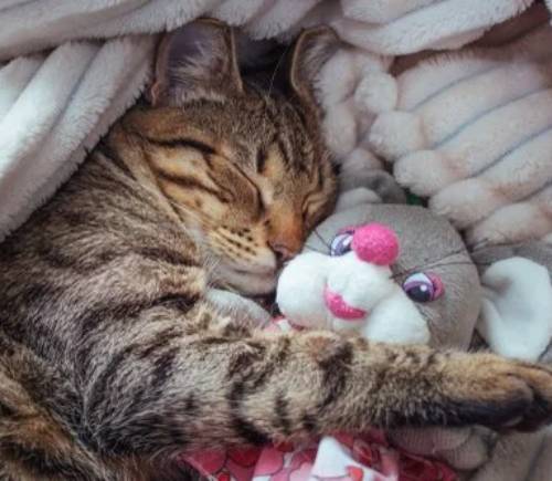 Тайные значения сновидений с кошками для женщин