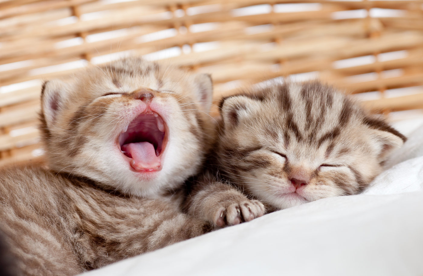 Влияние настроения и эмоций на сны о котятах