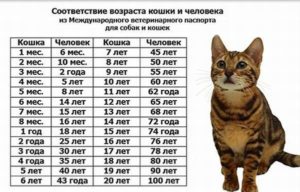 Возраст кошек: переводим года в человеческий возраст