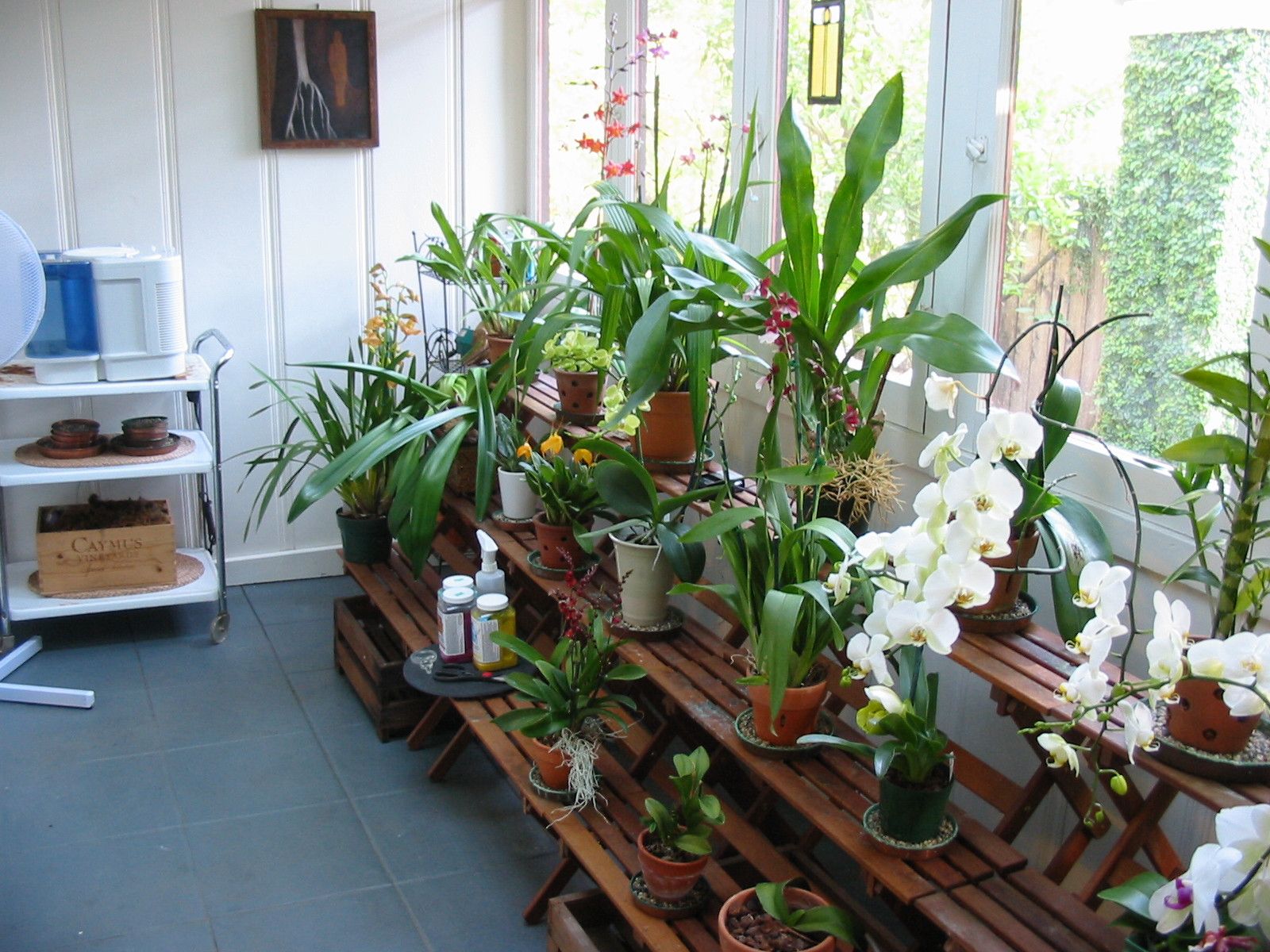 Выбор орхидеи для пересадки