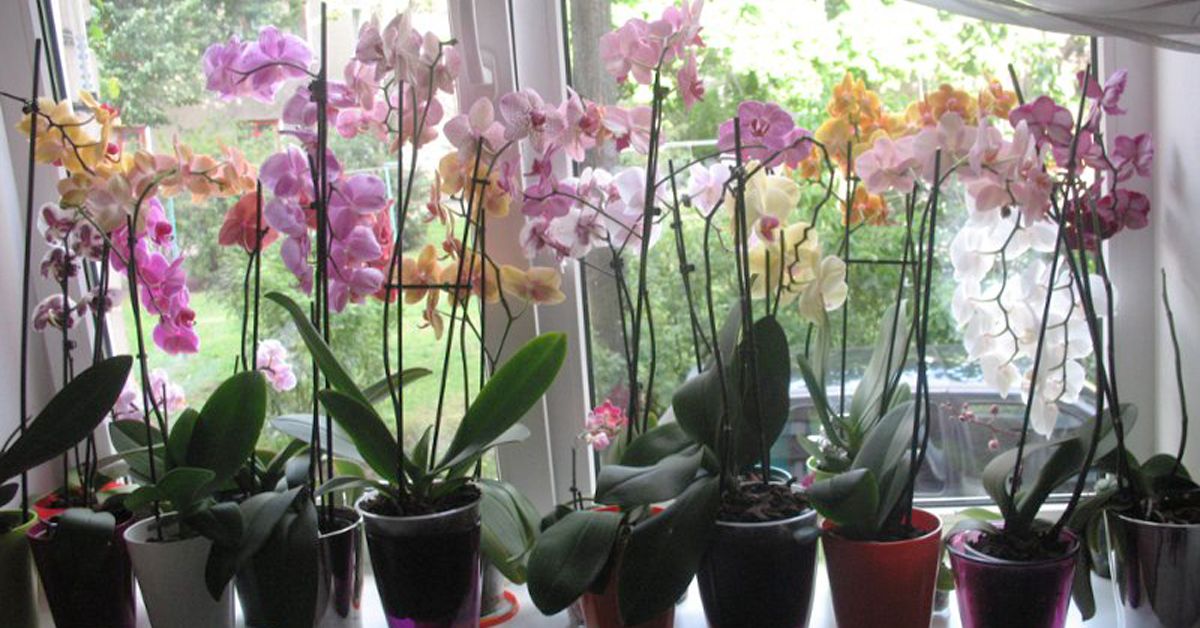 Выбор сорта орхидеи